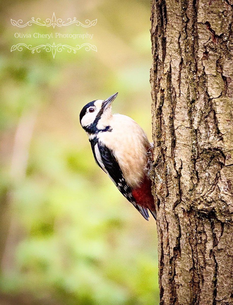 🌷🪻 Jenny 🐕🦺💕 tweet media