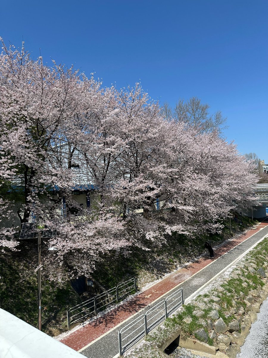 우와 현빈이가 찍은 벚꽃 사진 진짜 예뻐 ㅜ