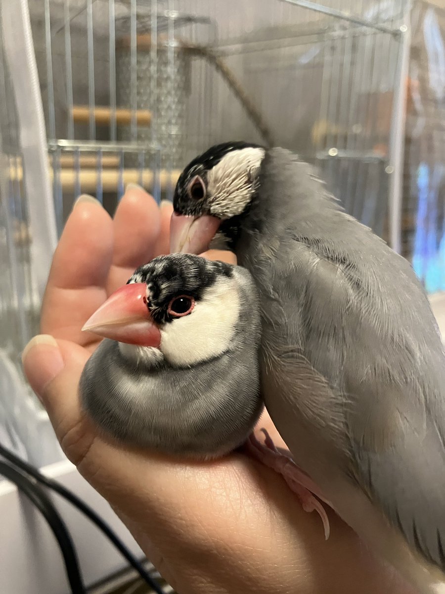 文鳥堂 tweet media