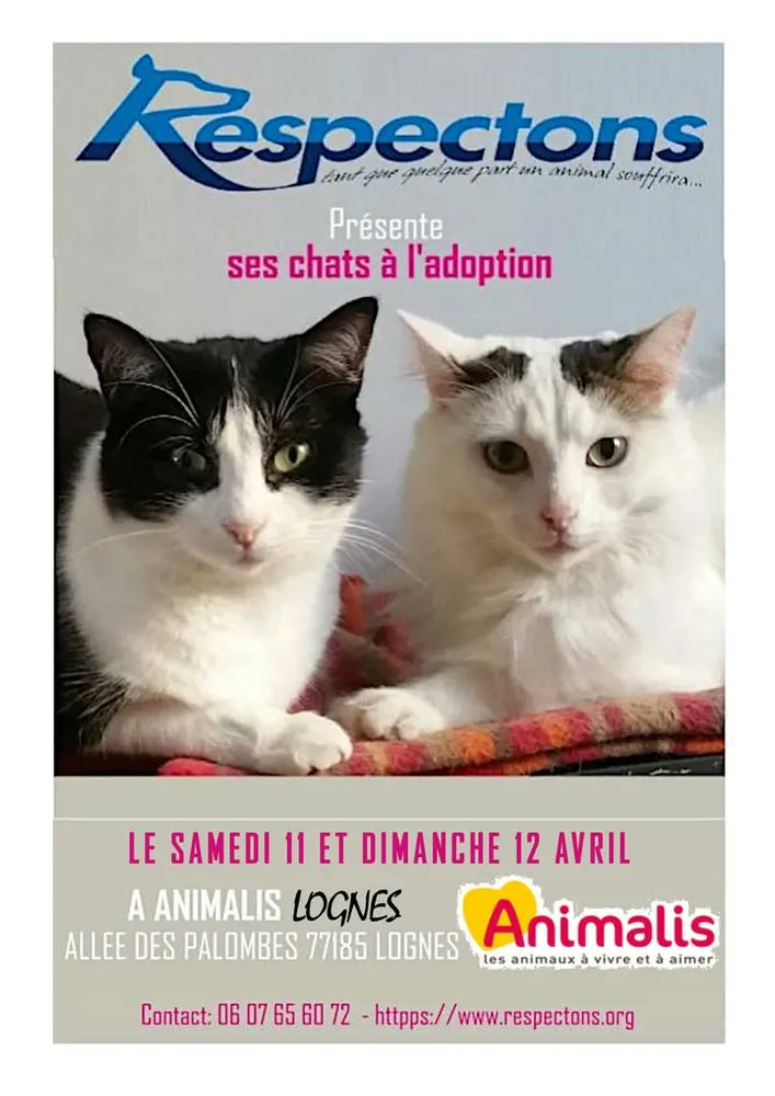 RespectonsAsso's tweet photo. Évènement à venir : 

SAMEDI 11 AVRIL et DIMANCHE 12 AVRIL 2026, 

l'association "Respectons" organise un WEEK-END ADOPTIONS (chats) et COLLECTE 

à LOGNES (77185) au magasin Animalis (attention c'est rue Mozart)... 
#Adoption
    
la suite ici: https://t.co/KMAlYbReit https://t.co/Fu9zS2KpI1