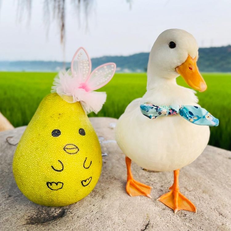 duckyVPN冲鸭加速 tweet media