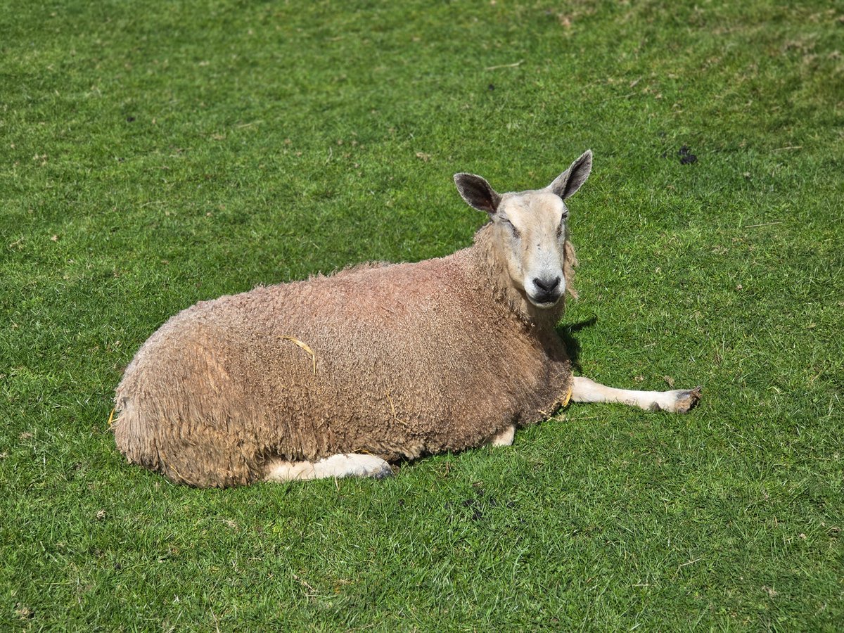 WPSSanctuary's tweet image. A glorious Easter Monday, still a blustery chilly wind though when out of the sun.
Alia was definitely in the sun, lapping it up ☀️

#animalsanctuary #sheep365 #nonprofit #foreverhome #adoptasheep 

woollypatchworksheepsanctuary.uk