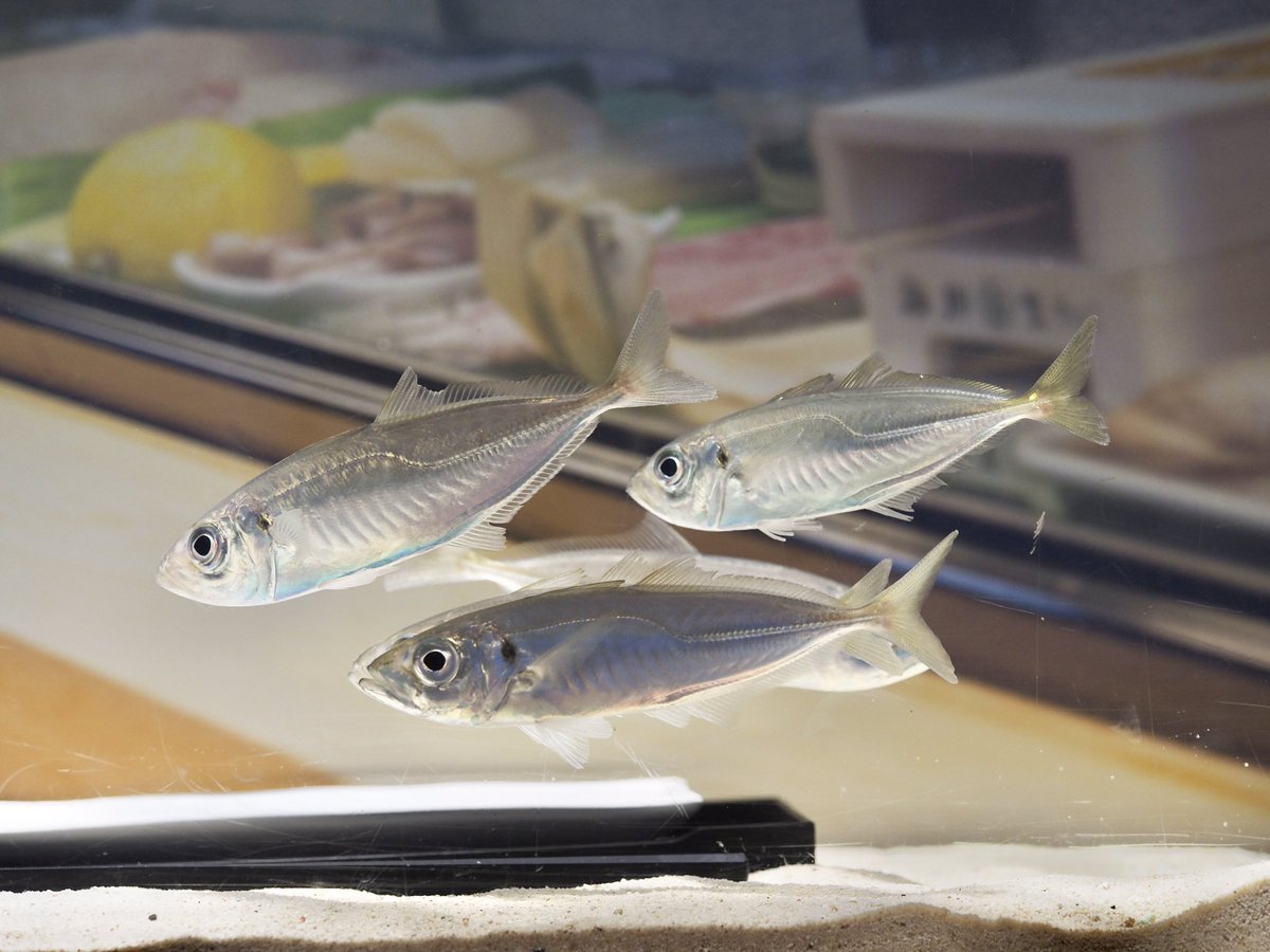 上越市立水族博物館 うみがたり tweet media