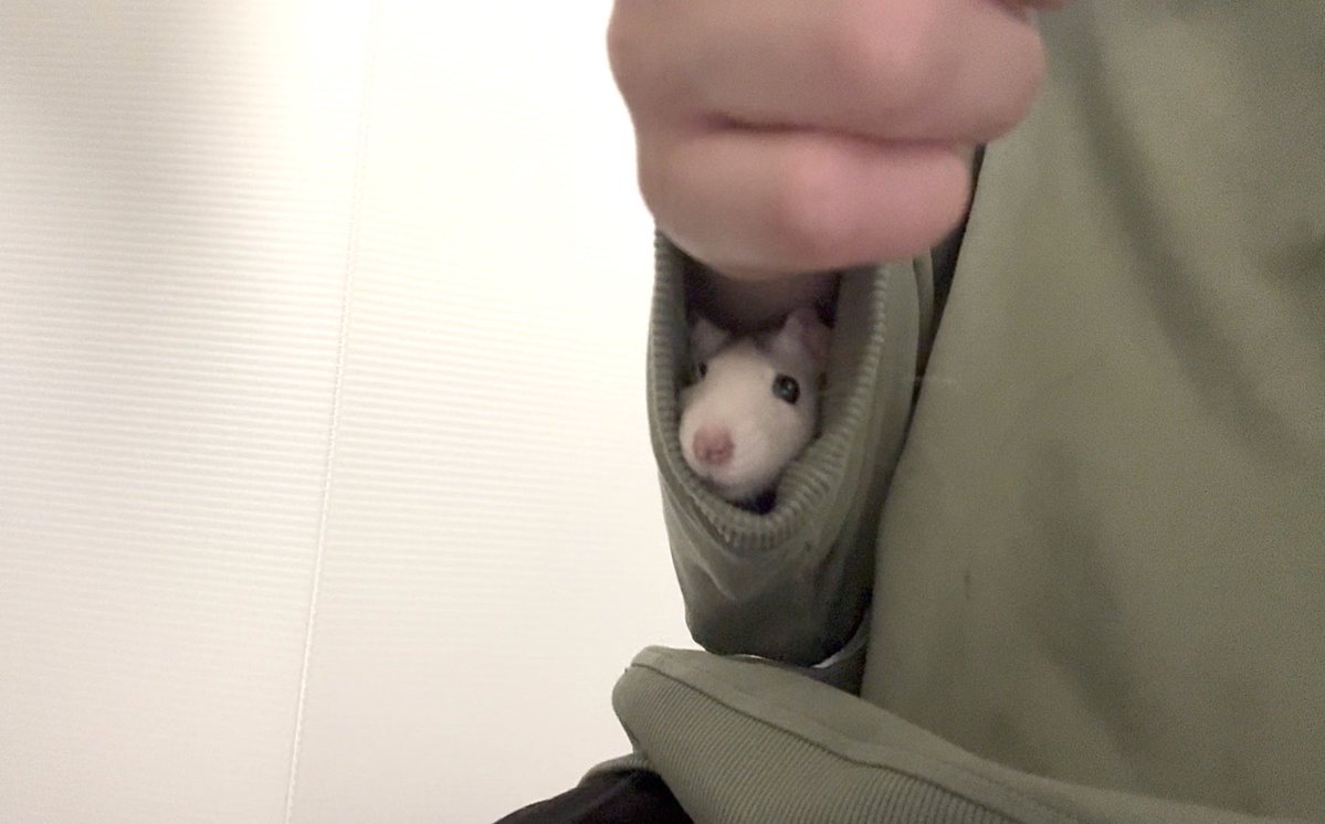 쥐배자 tweet media