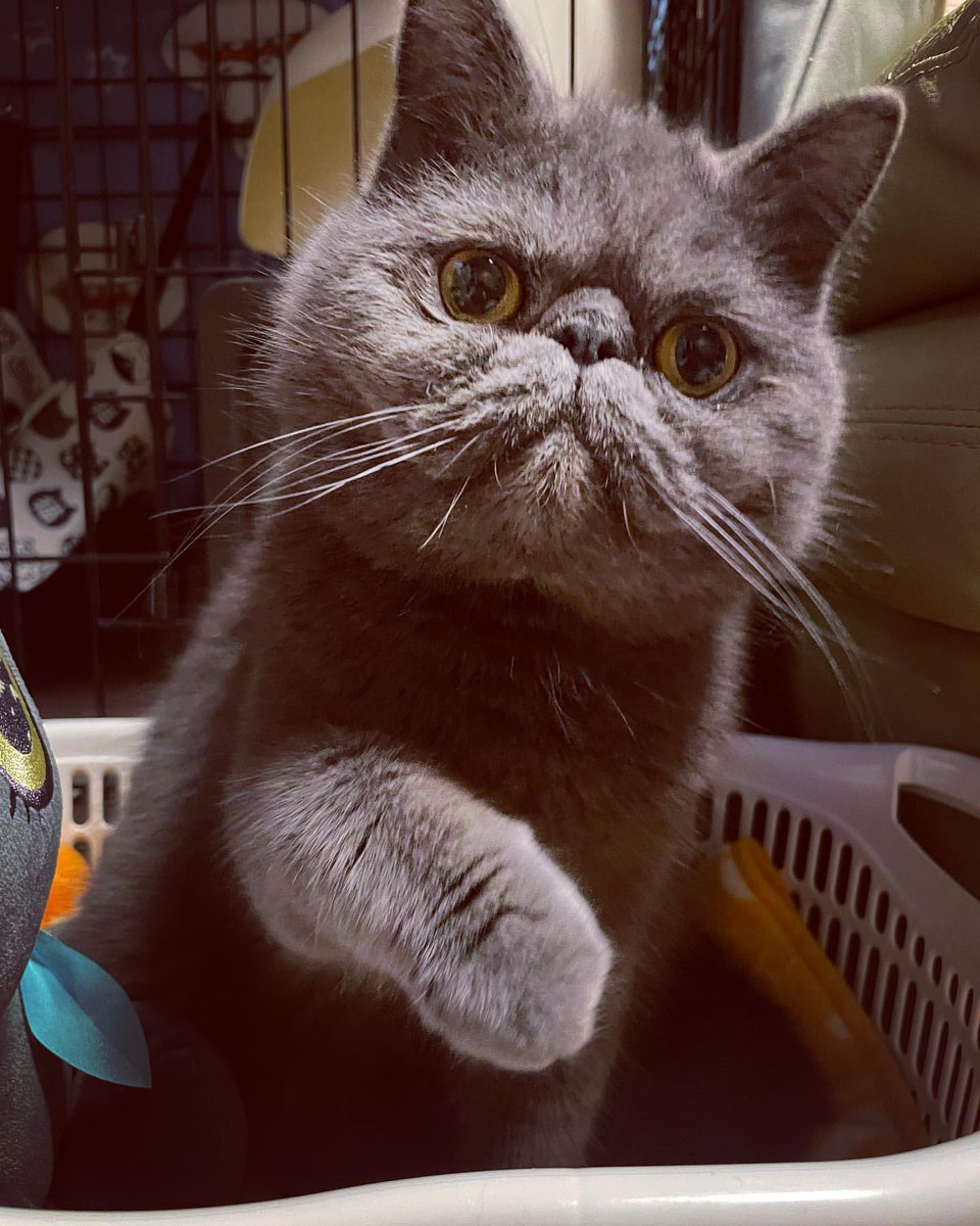 夜猫VPN tweet media