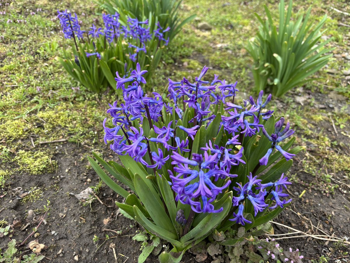 ようやく水仙が咲きました
桜はまだまだ先かな
知らない間に咲いていたこの紫の花…何？