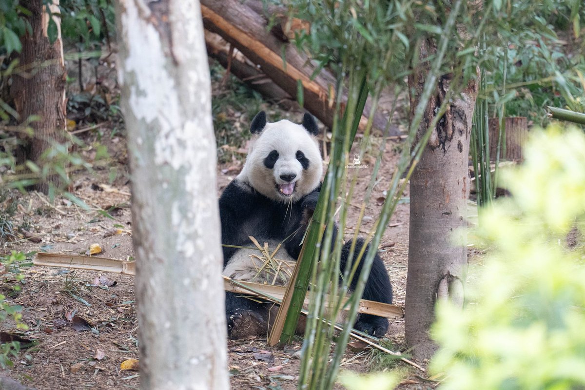 chaokun0610's tweet image. 桃浜お久しぶり😄
2026.03.13📷 
#桃浜 
#成都大熊猫繁育研究基地 
#panda #パンダ