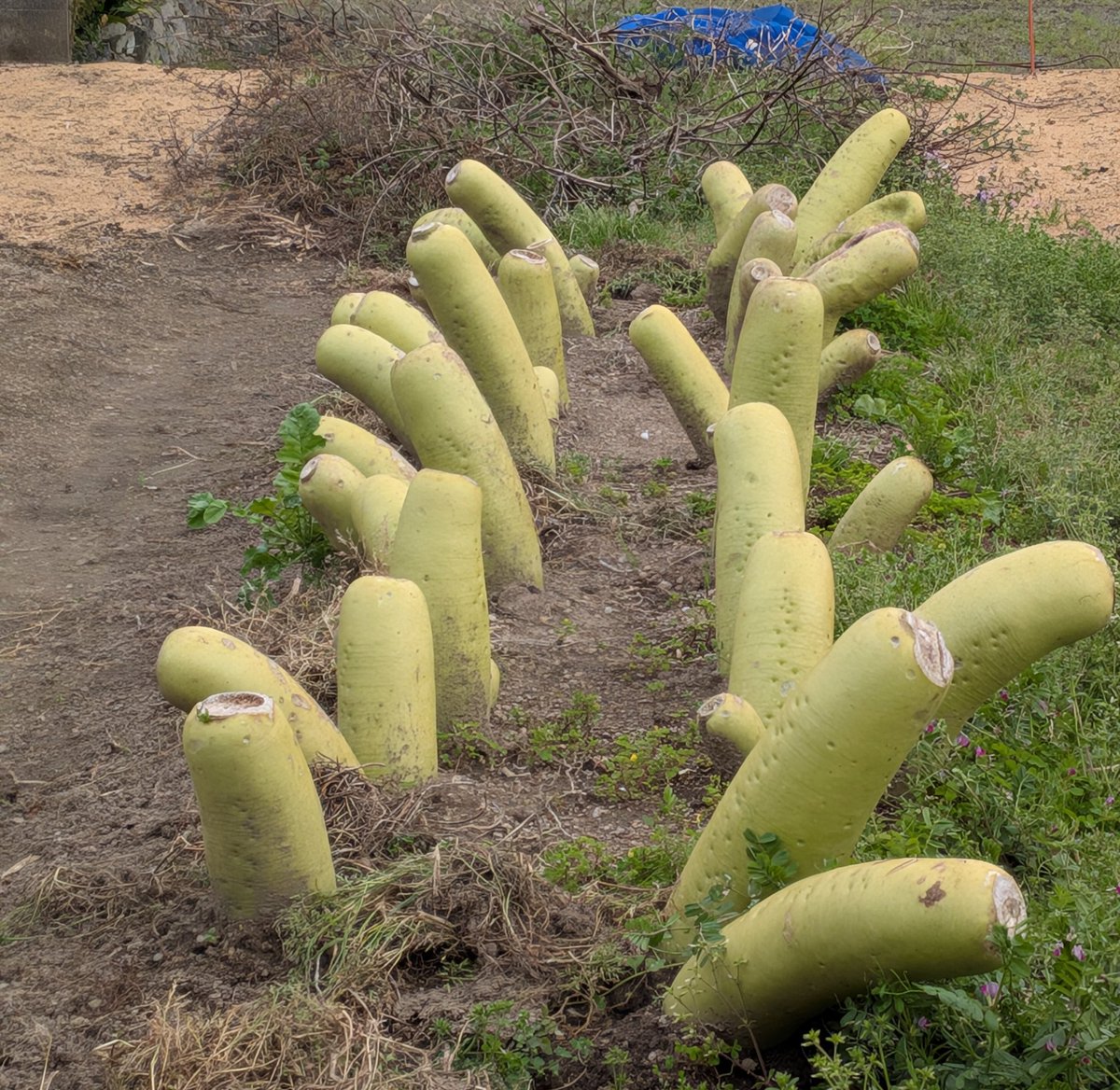 mai!🍒 tweet media