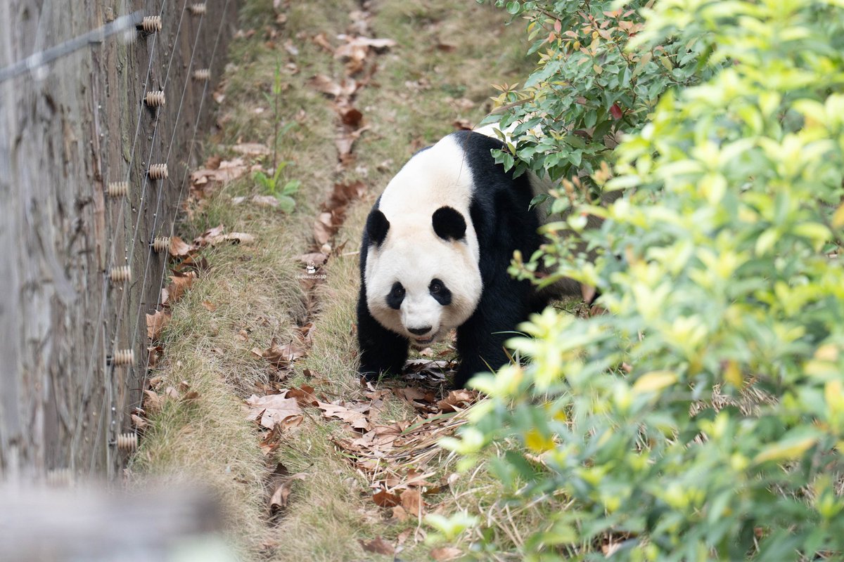 chaokun0610's tweet image. 桃浜お久しぶり😄
2026.03.13📷 
#桃浜 
#成都大熊猫繁育研究基地 
#panda #パンダ