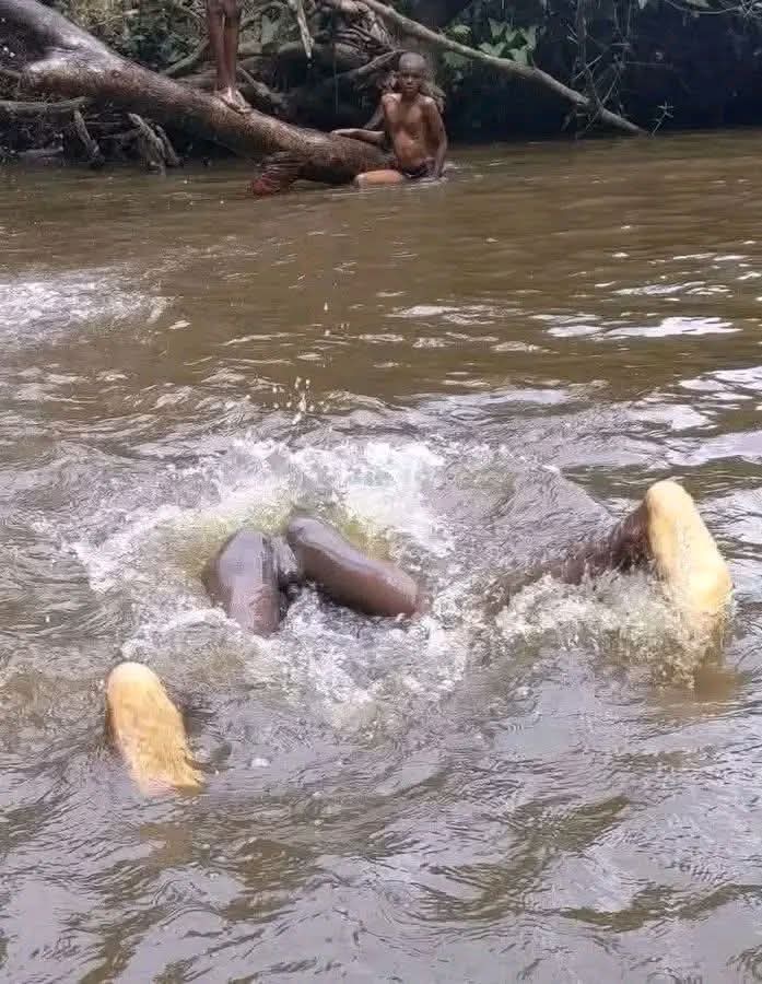 𝐈𝐫𝐢𝐧𝐠𝐚 𝐅𝐢𝐧𝐞𝐬𝐭 🐕 tweet media