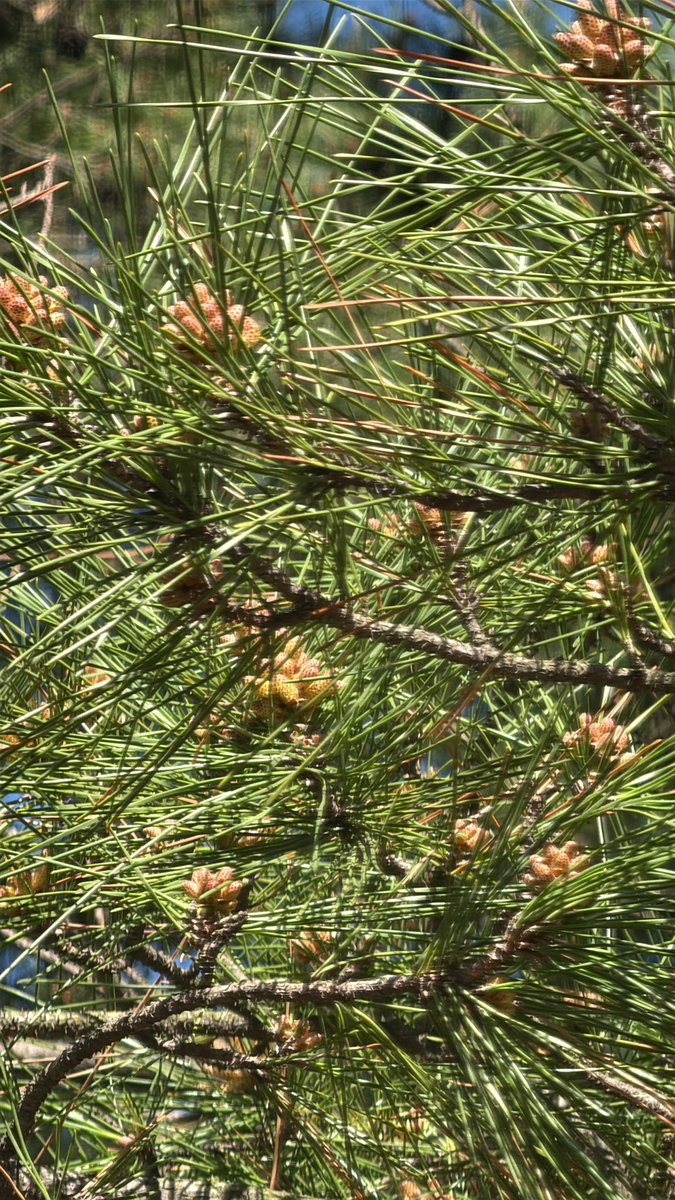 りゅーひ。4月25日土Triangleいくぜ tweet media