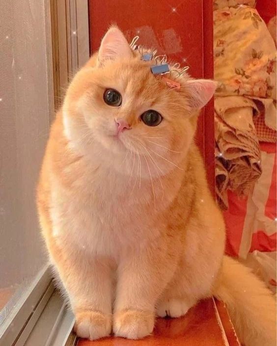 夜猫VPN tweet media