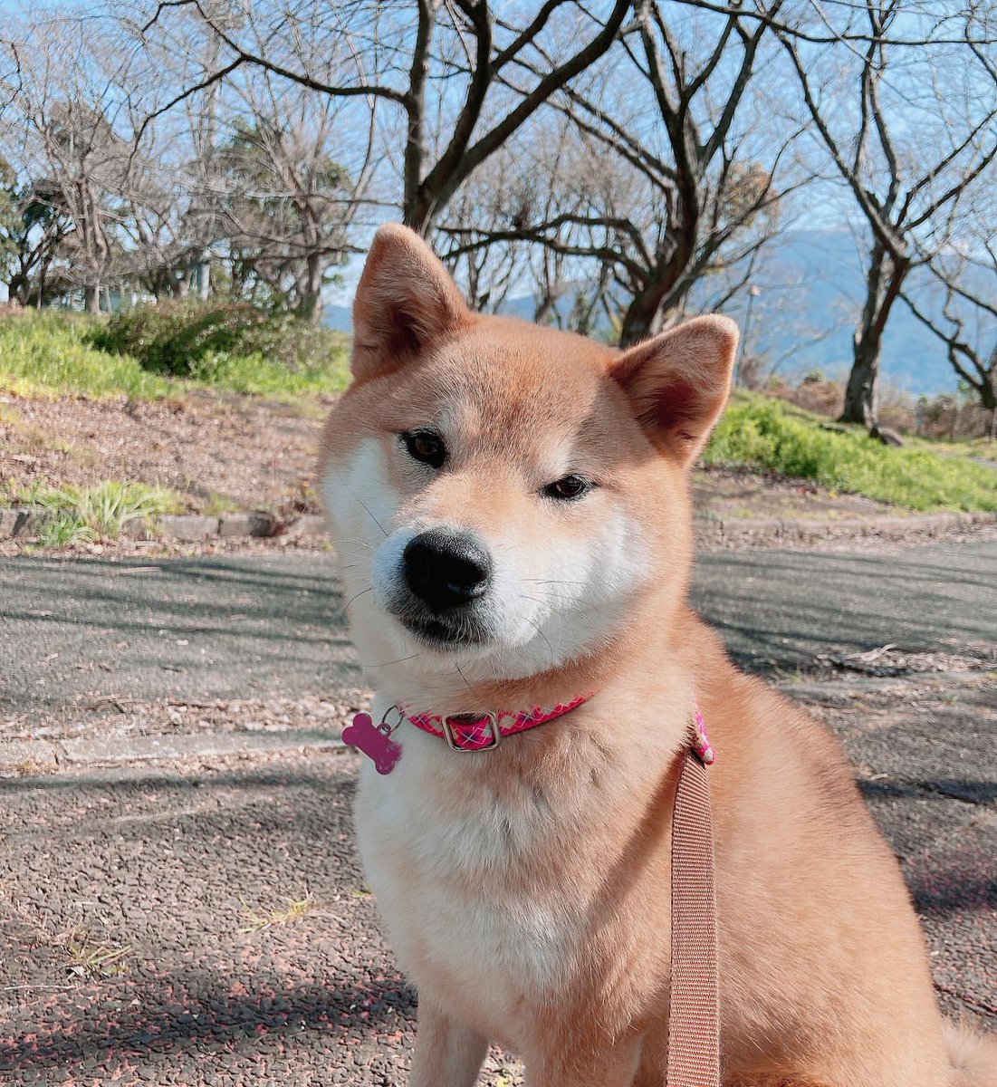 狗急VPN加速器 tweet media