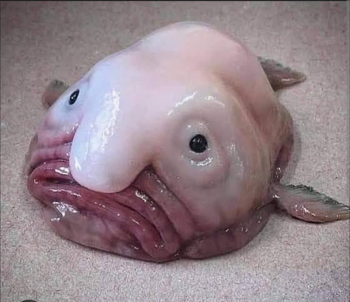 SilverBekGorilla🇹🇷🇺🇲 tweet media