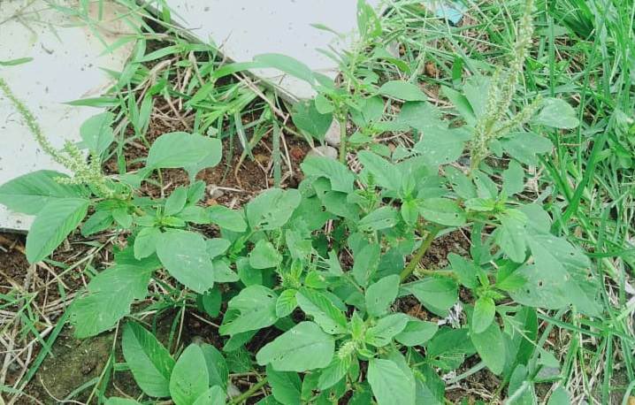 NutaniMan tweet media