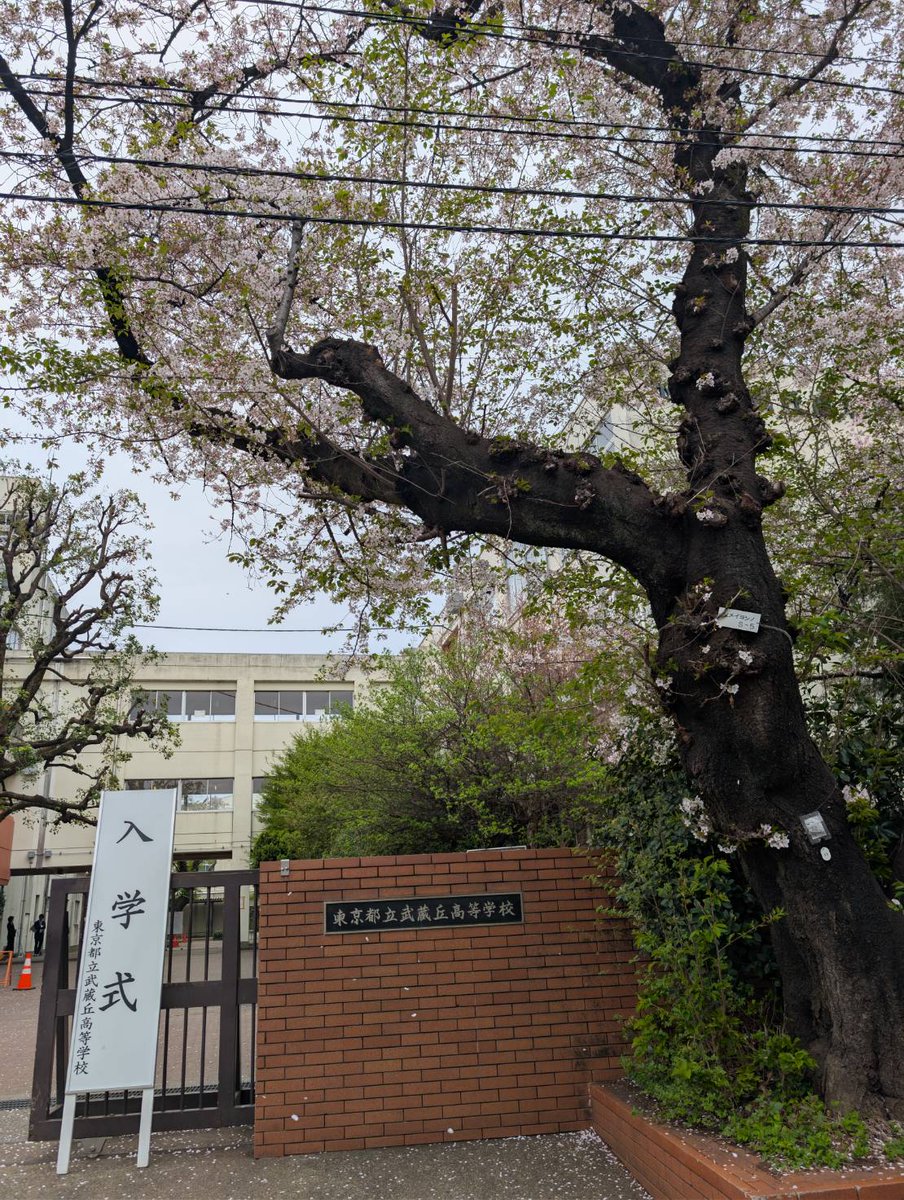 MuSaKou1940's tweet photo. ご入学おめでとうございます！皆さんは81回生となります。
この校舎での最後の入学式です。この校舎の思い出を作りながら、楽しい毎日を過ごしてくださいね。

#都立武蔵丘 #武蔵丘同窓会 #上鷺宮 #鷺ノ宮 #富士見台 #中村橋 https://t.co/87HkapscSp