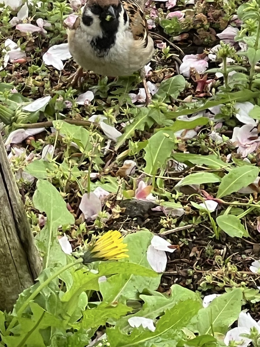 ACEONEPECE07's tweet photo. #スズメとチューリップ🌷 https://t.co/1PaTSDx1FC
