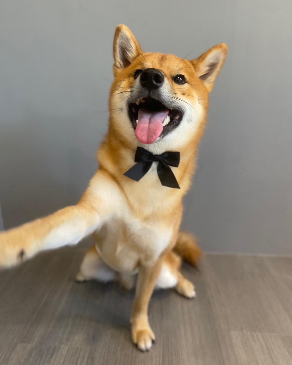 狗急VPN加速器 tweet media