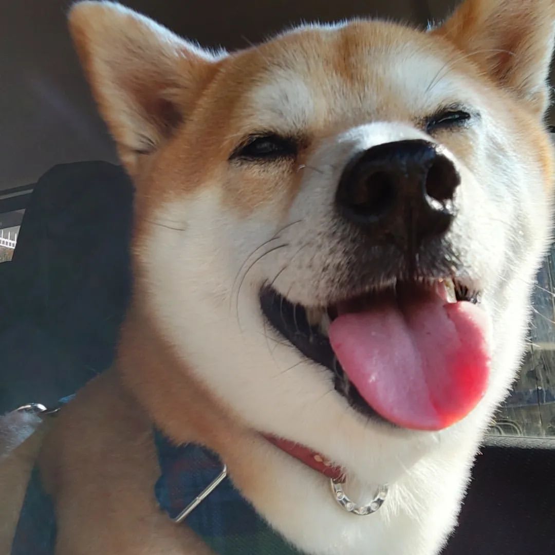 狗急VPN加速器 tweet media