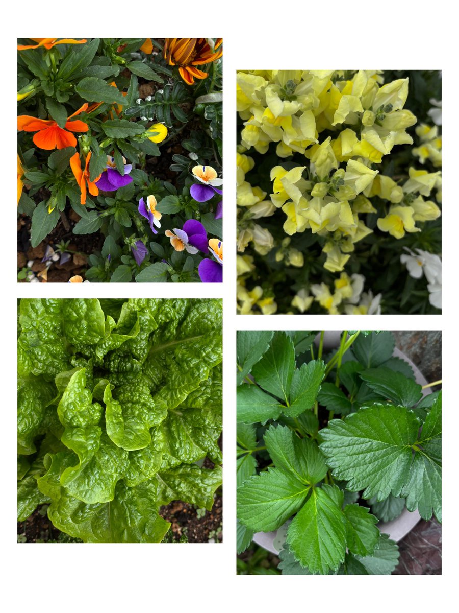 ELFYacchi ss10ベルーナ両日 🇰🇷4/3,5(初スタンディング) tweet media