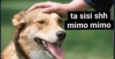 Gordo Miller tweet media