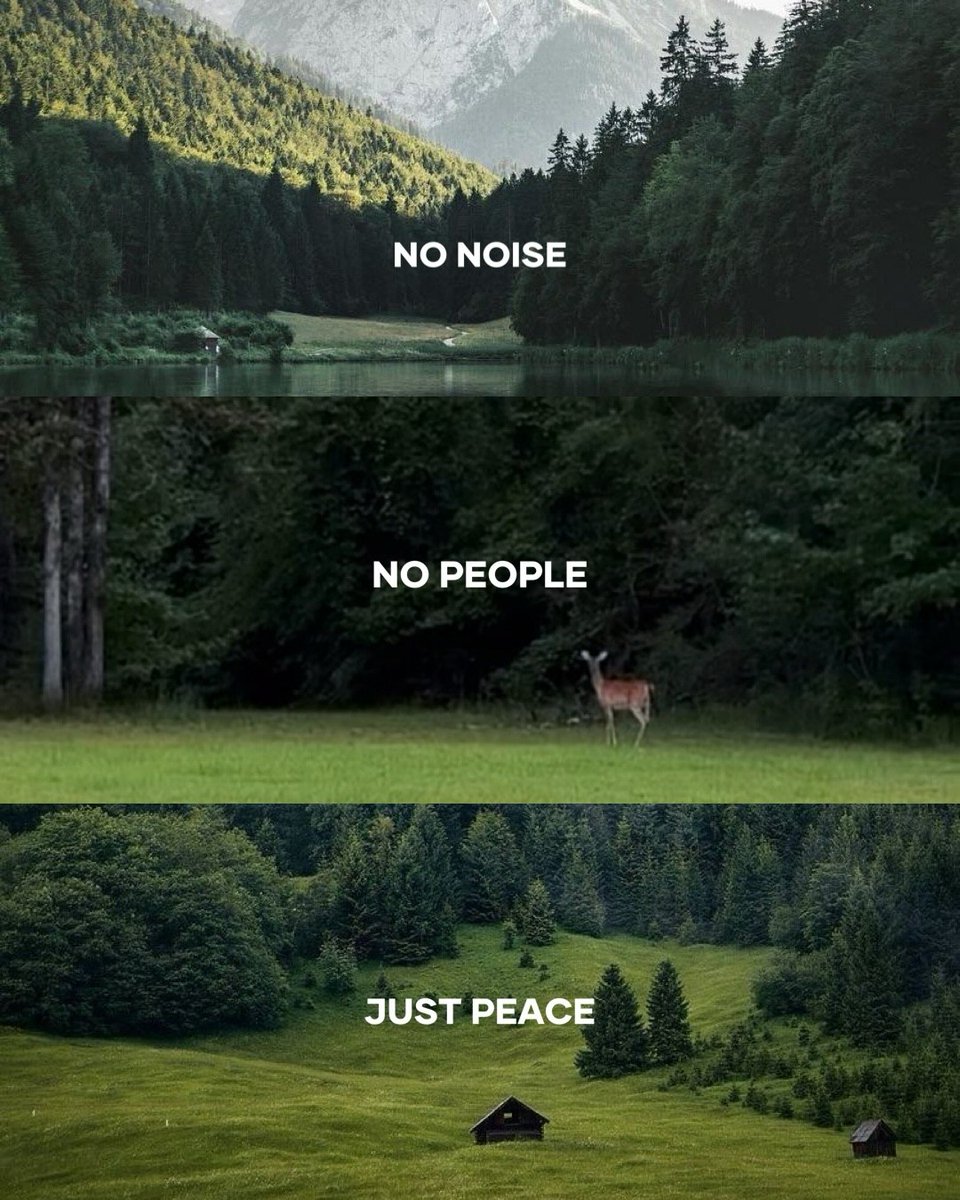 Maxwell 🕊 tweet media