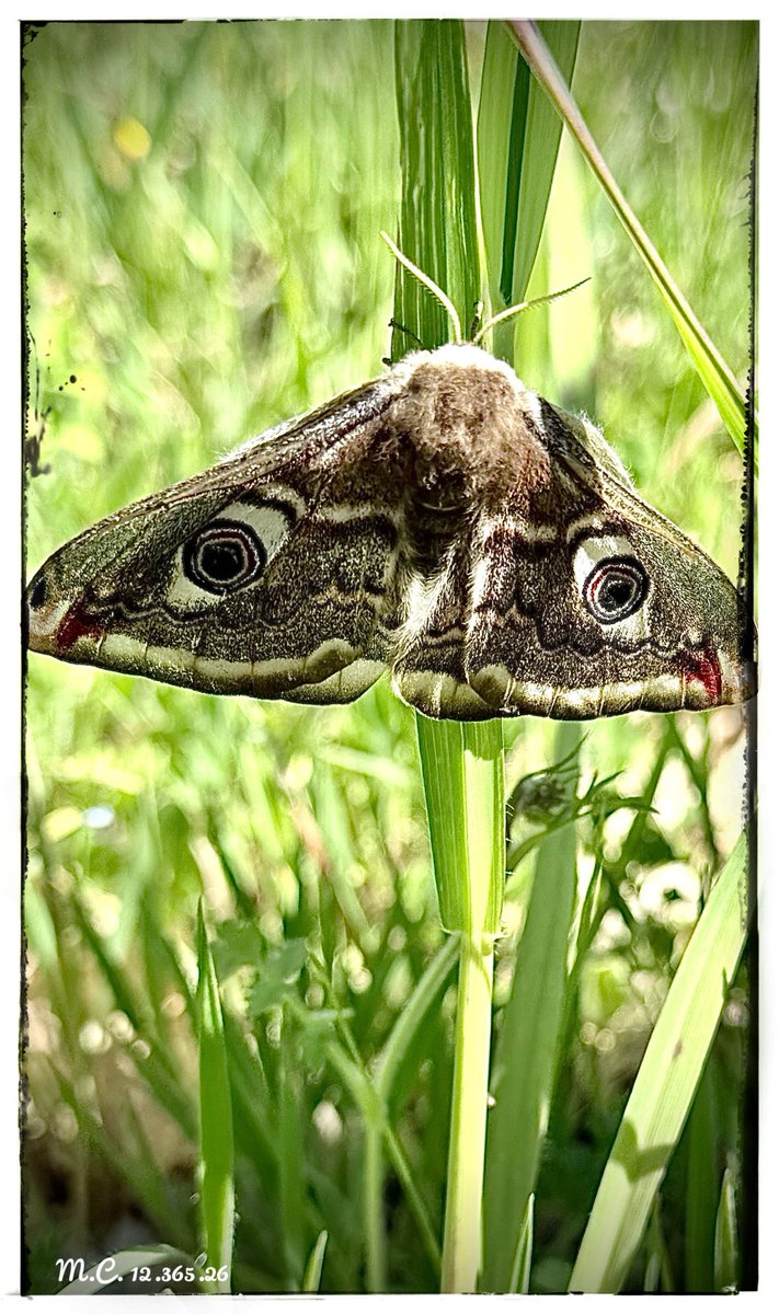 LucanoStupore's tweet photo. #Stupore_Lucano #basilicata #farfalle #butterfly #nature #butterflies #farfalla #macro #natura #naturephotography #papillon #insects #fiori #insect #love #mariposas #schmetterling #flowers #naturelovers #insetti #handmade #food #macrophotography #italy #italia #art #photography https://t.co/2eSLFWyVIf