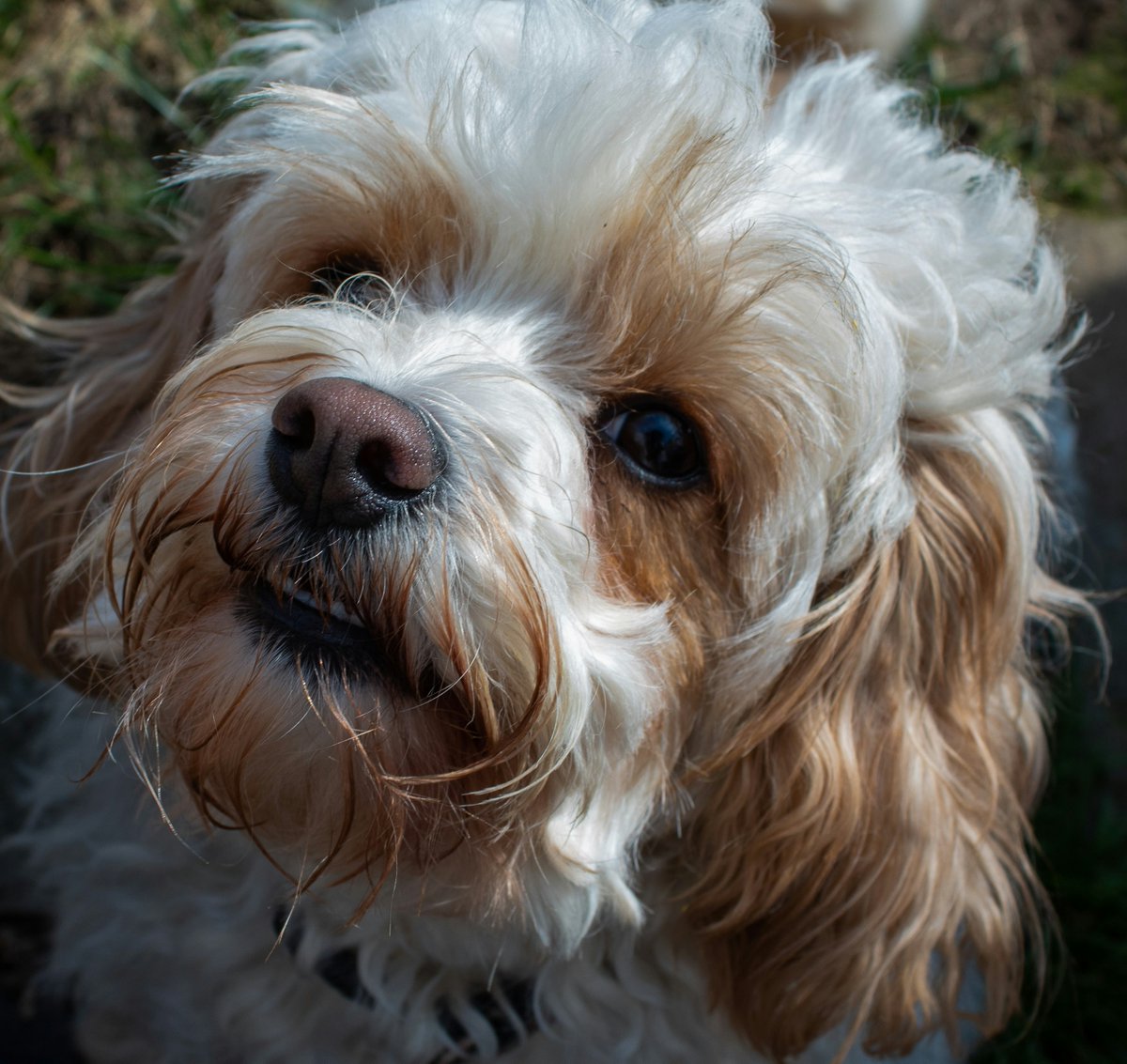 JayDevDixit354's tweet image. Confirmed: My new otterhound puppy is 70% shaggy floof, 30% pure chaos, and 100% adorable. Seriously, it's like a walking carpet! My vacuum is already plotting revenge. Send help (and treats)! 🐶😂
#Otterhound #PuppyLife #ShaggyDog #Floofball #PuppyLove