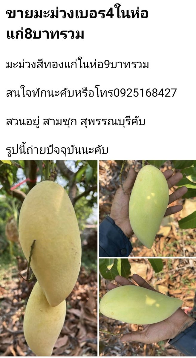KhonChala's tweet photo. @kptalonlak นี่เพิ่งเห็น เจ้าของสวนโพสต์ขายมะม่วงน้ำดอกไม้สีทอง กก. ละ 9 บาท
แม่เจ้า... https://t.co/LDKwRrbSmX