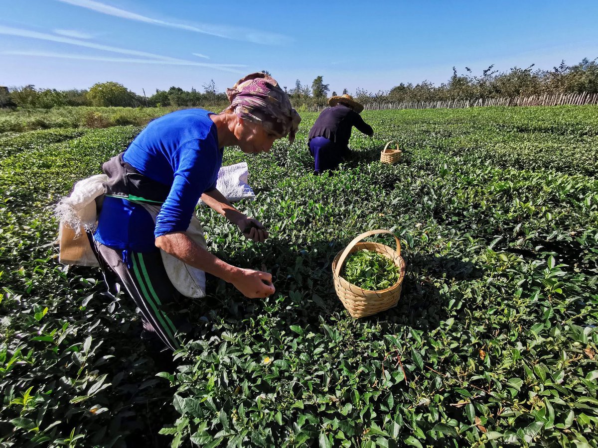 タカイワ マサ | 那須移住 tweet media