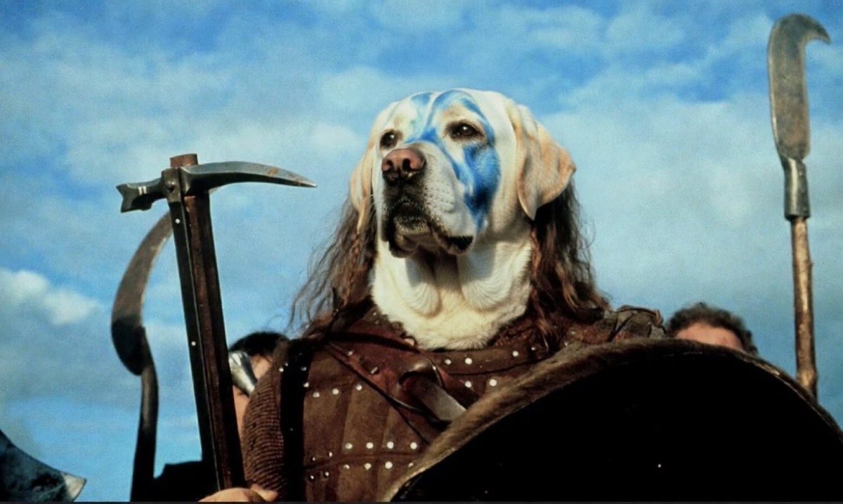 Franco Stanco 🐶🔫 tweet media