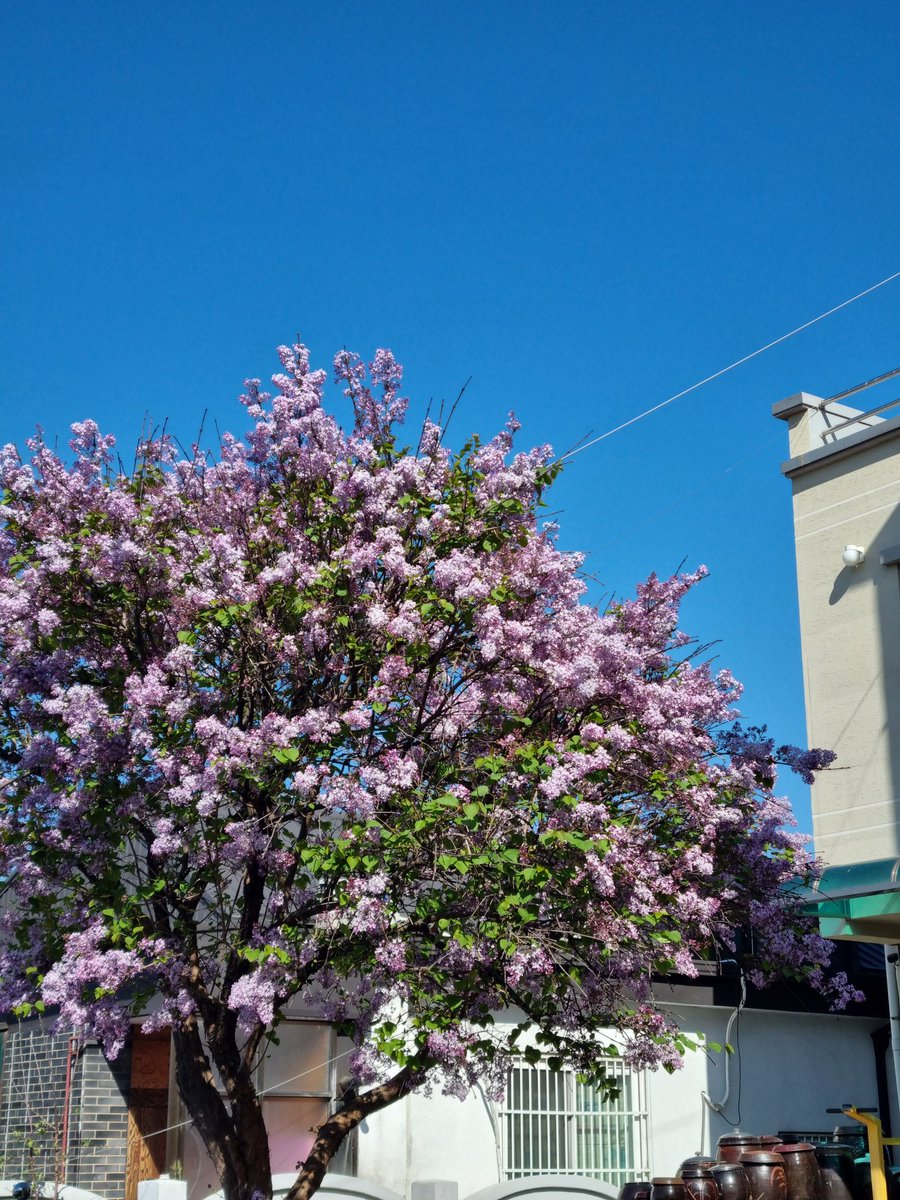 고라니 :) tweet media