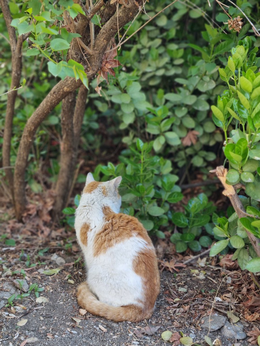 고라니 :) tweet media