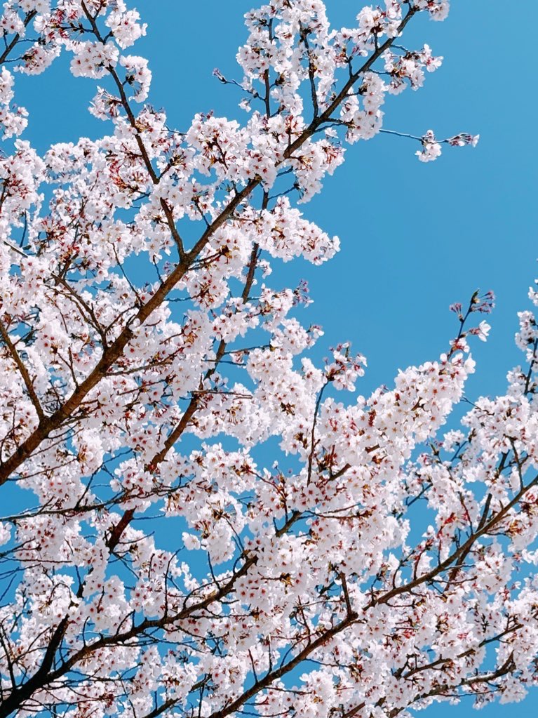 2febms's tweet photo. 봄 벚꽃🌸 https://t.co/LljcTBY5Nw