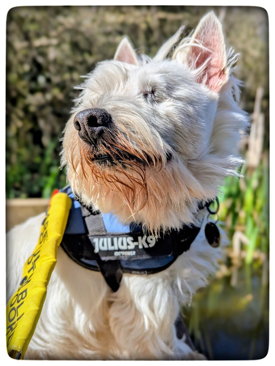 snoopysue71's tweet photo. #Spring walks 
We listened to a dunnock 🌼
Goldfinches and blue tits 
Chiffchaff were chiff-chaffing 🌸
A pigeon on a roof top, preening 
Freddie, a 10 year old rescue Westie 
Things that make me happy 💛
#Gentleness 🩵
#Ready4Freddie 💚🐶 
#KeepGoing x⛅ https://t.co/t6ujwAWesG