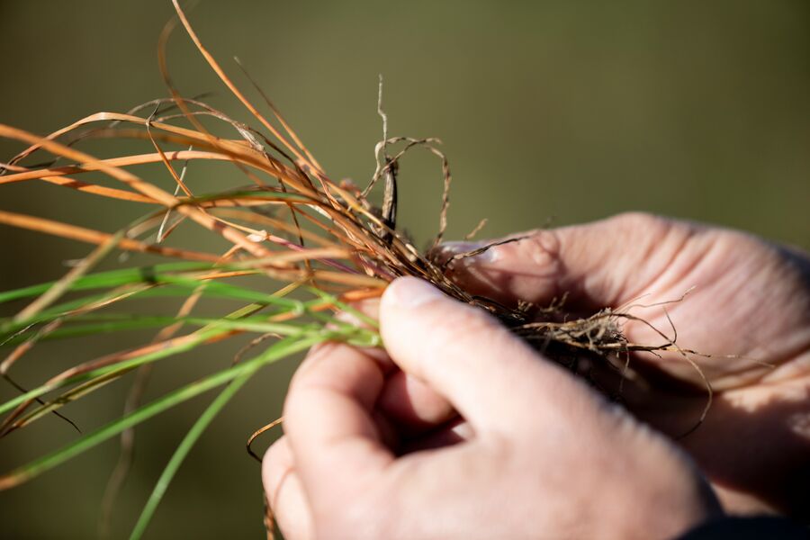 Unveiling the world’s first selective herbicide to control resistant grass weeds in soybean and cotton in nearly 40 years!

We’re launching VIRESTINA™ technology globally after Argentina approved this new weed control. We plan to roll out this breakthrough to other countries