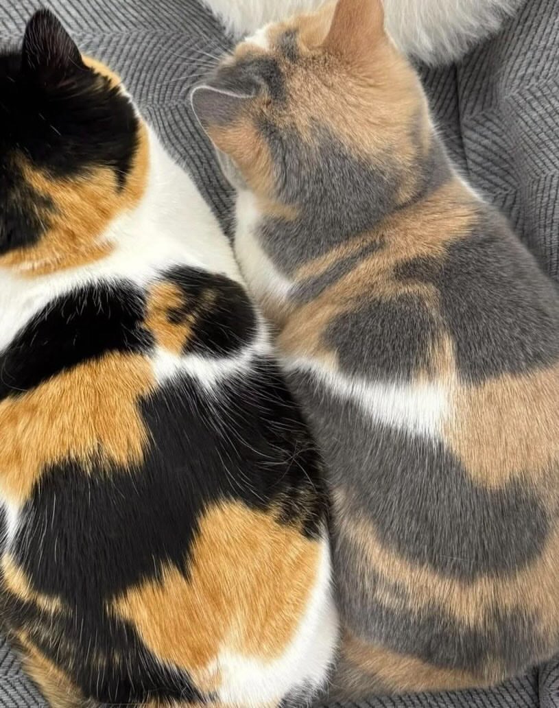 KONGSI VIRAL🇲🇾 tweet media