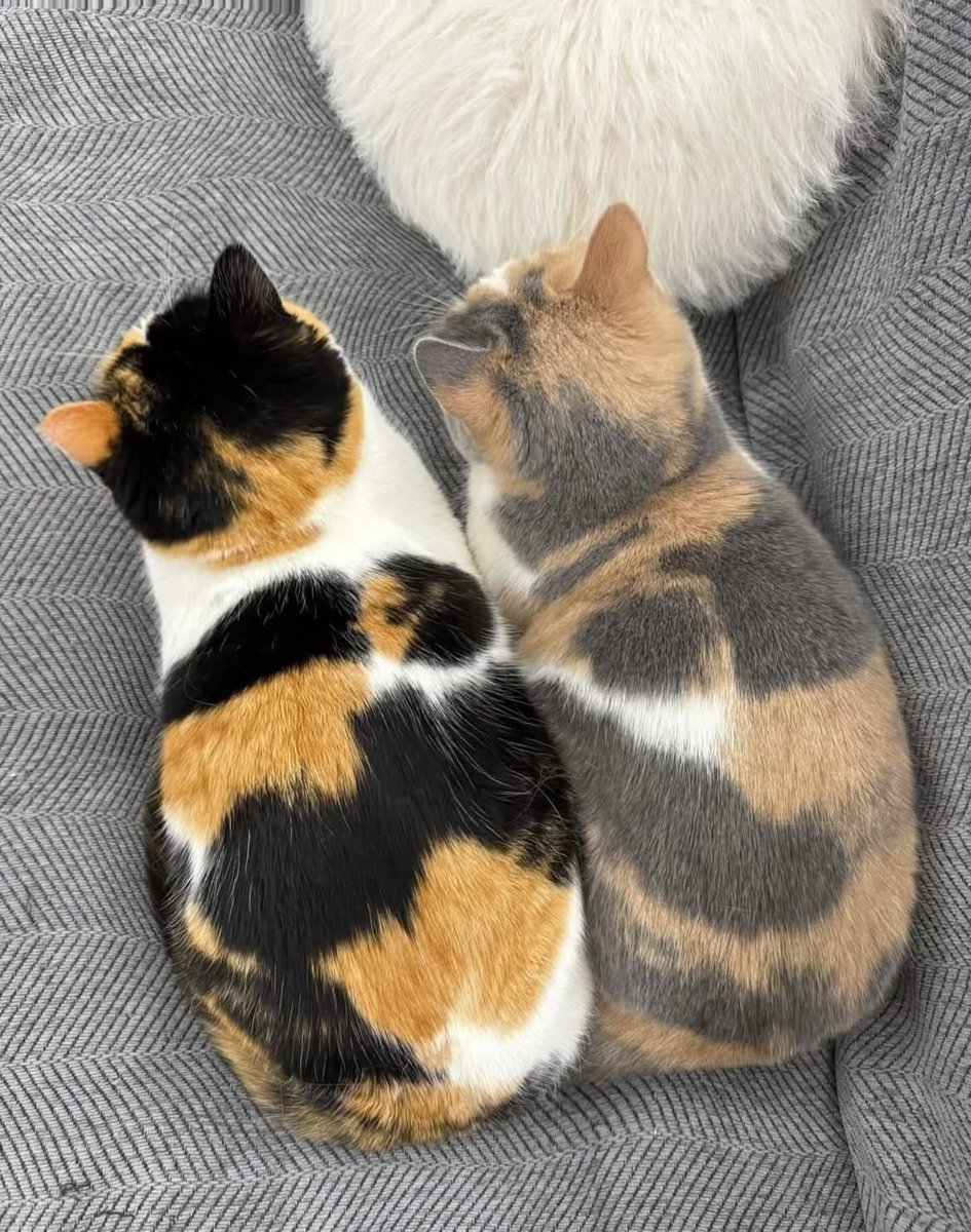 KONGSI VIRAL🇲🇾 tweet media