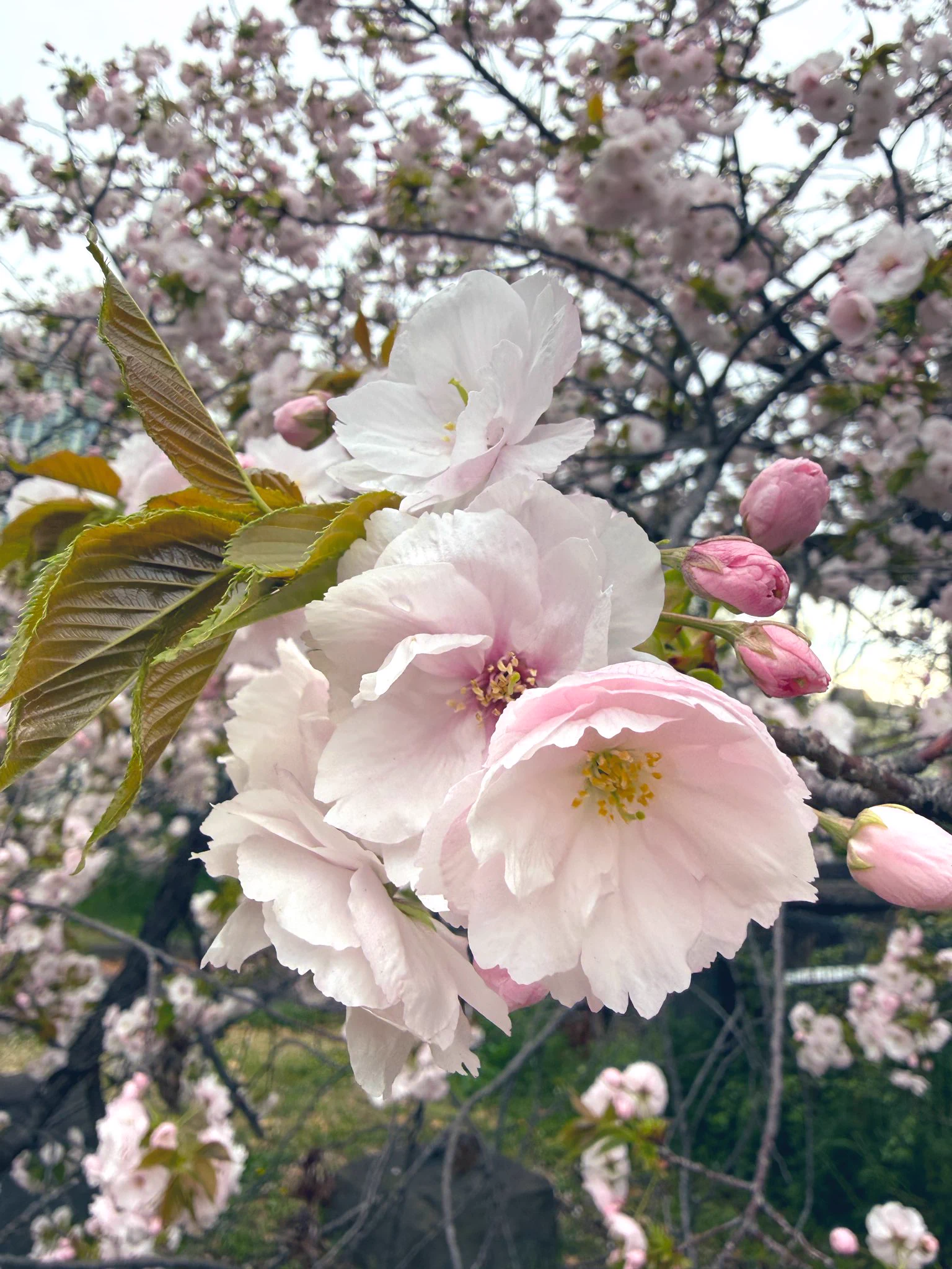 散りゆく桜の美しさを惜しむX投稿が広がる
