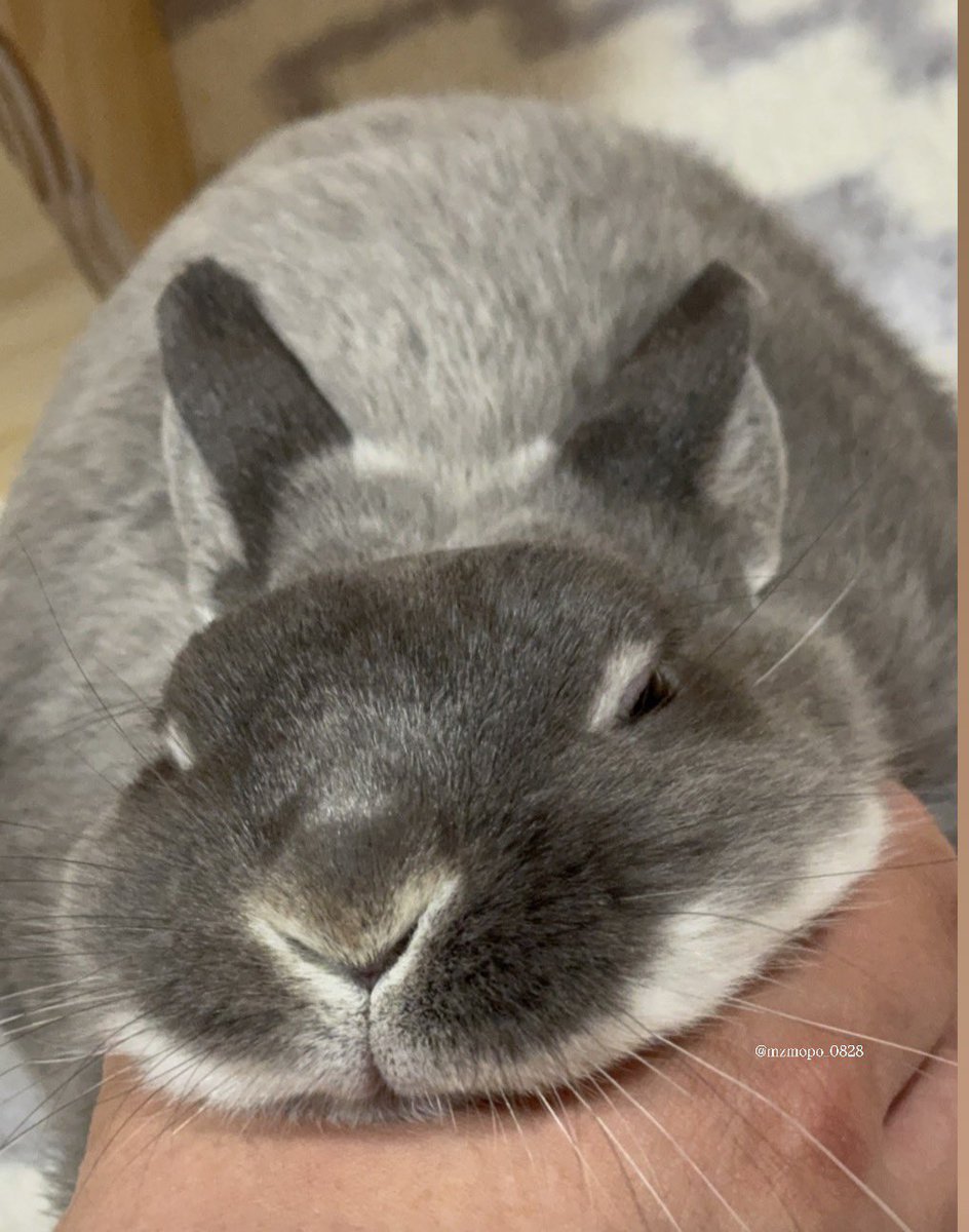 ゆぴよぴ tweet media