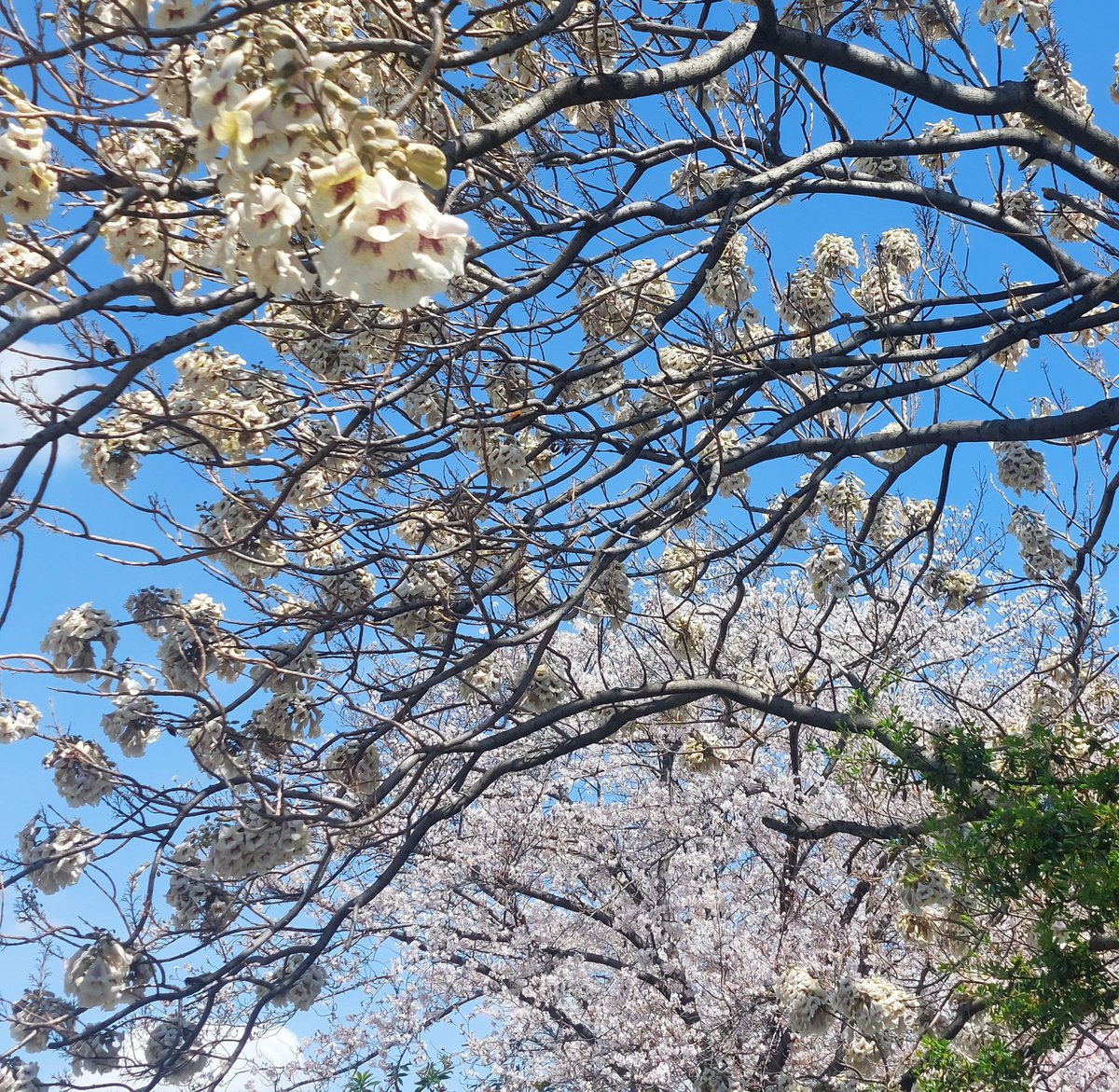docodemo_yoga3's tweet photo. 満開の桐の花と満開の桜。
今しか見られない貴重な風景❤️ https://t.co/moXZszZJct