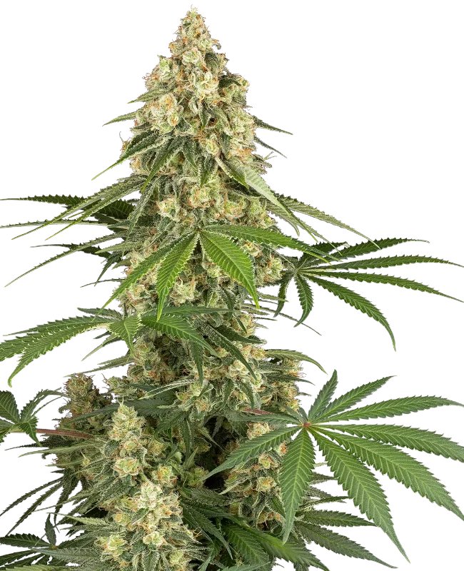 SensiSeeds tweet media