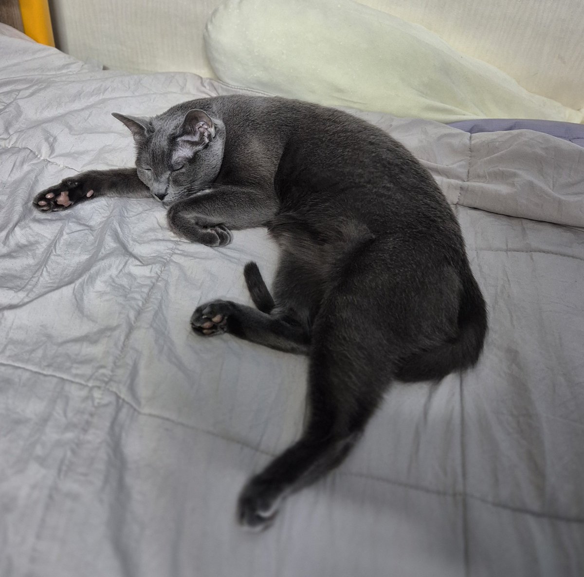 도미짱☆ tweet media