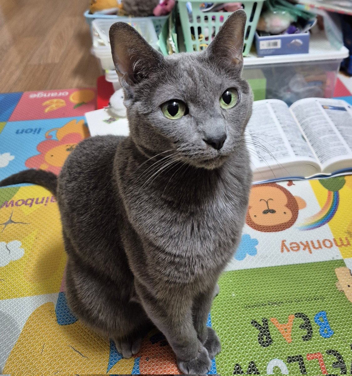 도미짱☆ tweet media