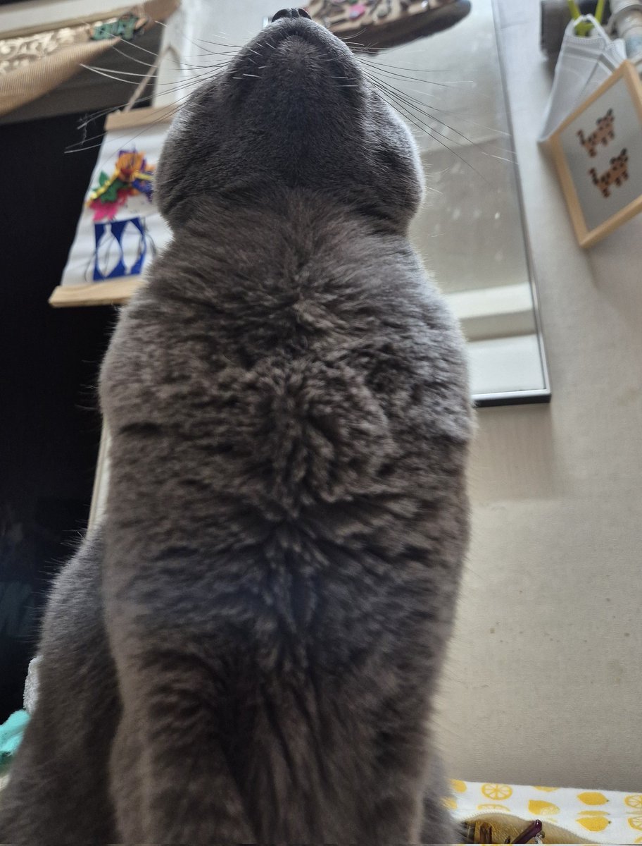 도미짱☆ tweet media