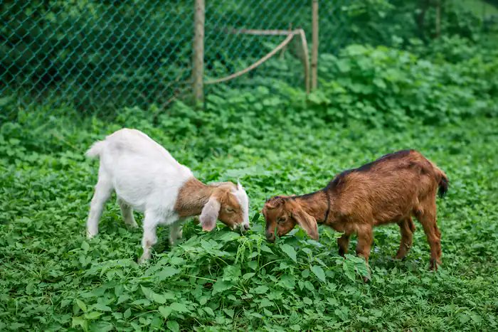 Sama Hoole tweet media