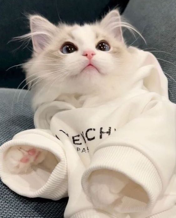 ตุ๊บป่องด๊องด่อง🐥 tweet media