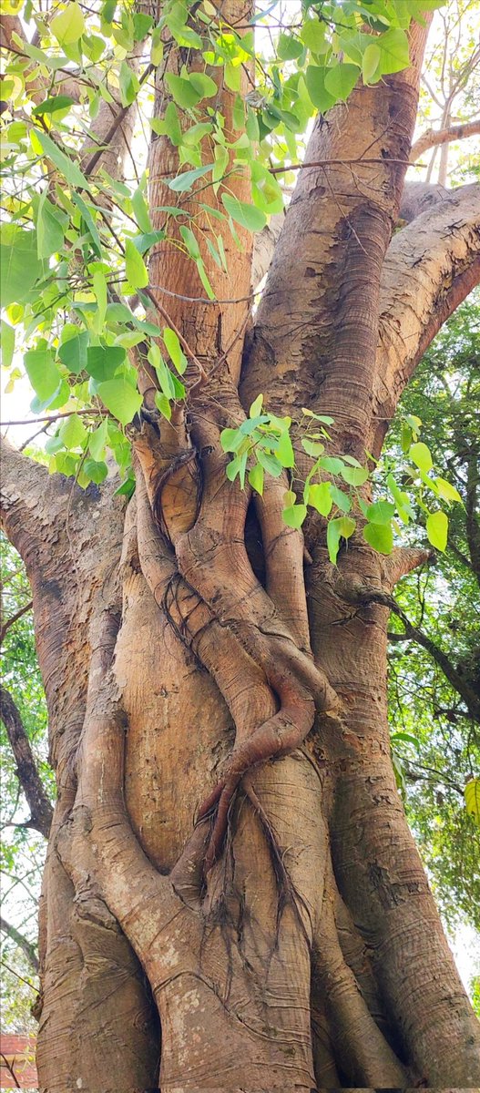 infotainmentod's tweet image. Sending you good vibes and energy on #Thicktrunktuesday 🌿🌳🌿

#trees #nature #treeday
#treetime #treeclub #treepeople
