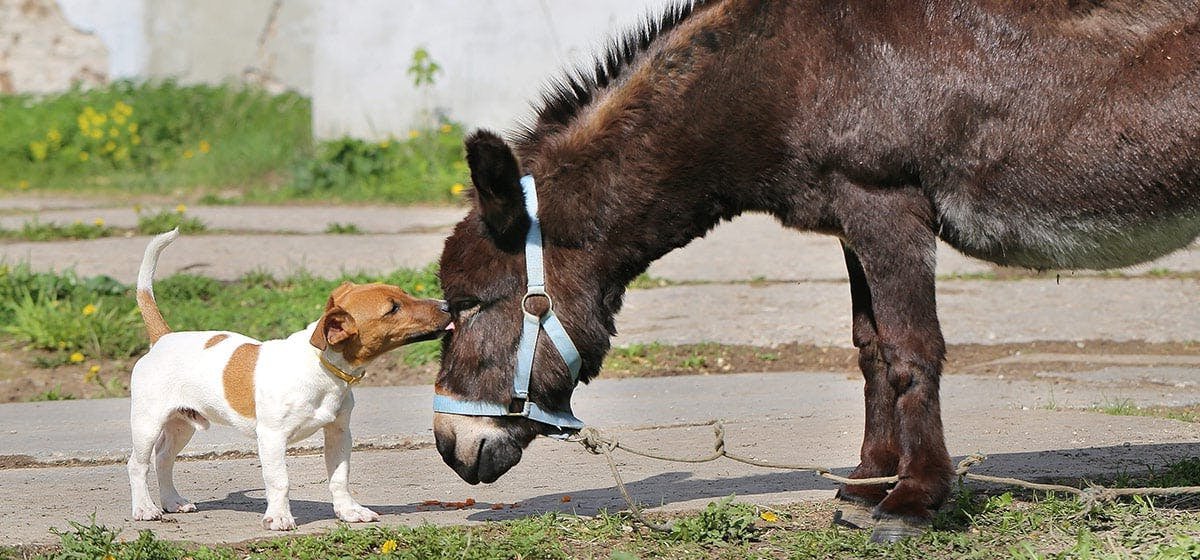 Only KKR Matters 💜💛 tweet media