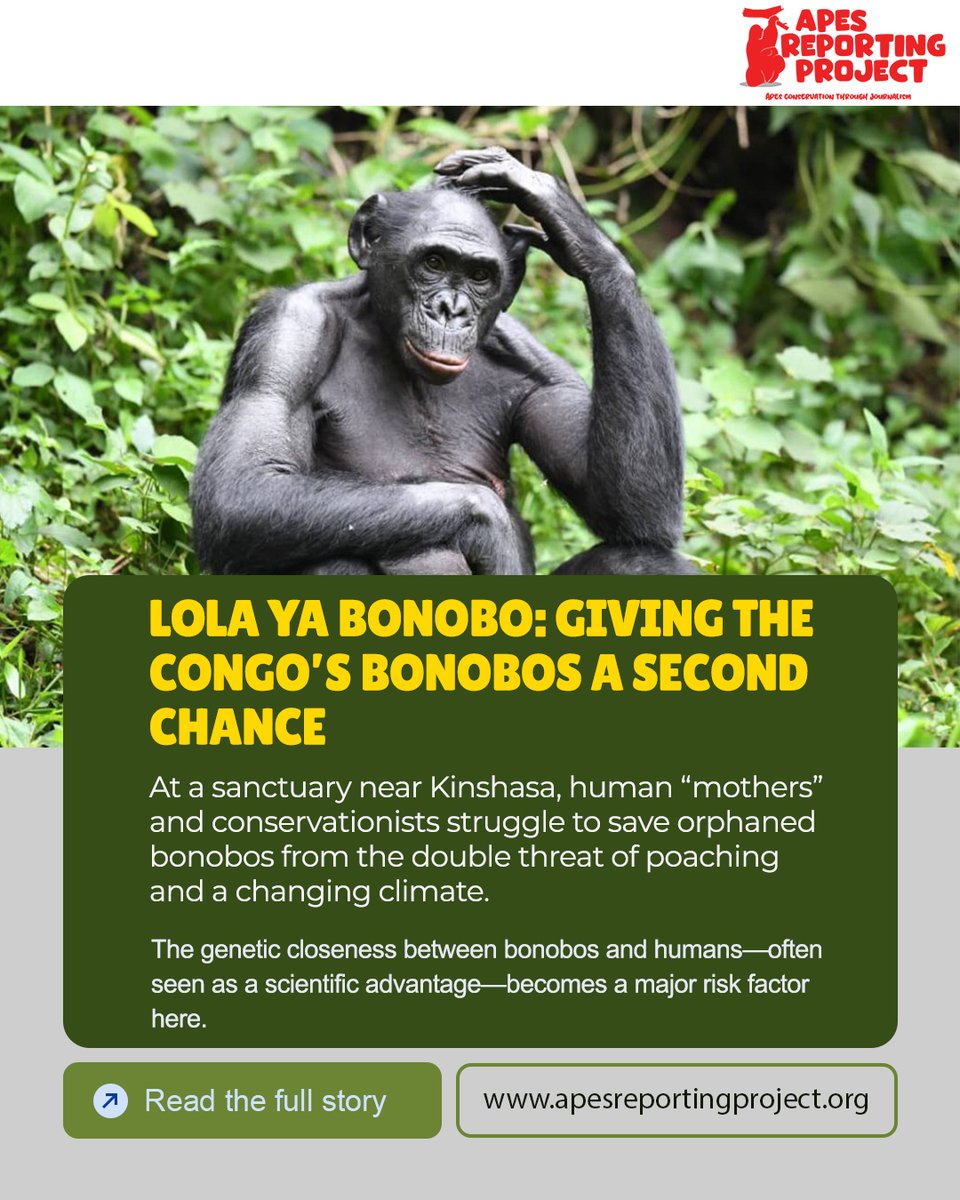 Apes Reporting Project tweet media